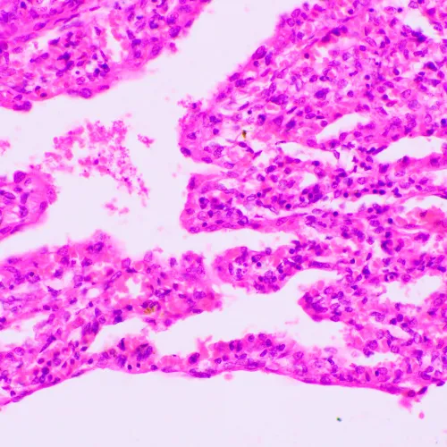 photo MAGUS Bio 270T Biological Microscope,  23