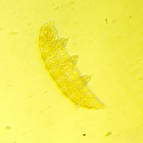 image MAGUS Bio V350 Biological Inverted Microscope,  19