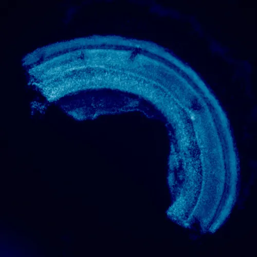 image MAGUS Lum 460L Fluorescence Microscope,  23