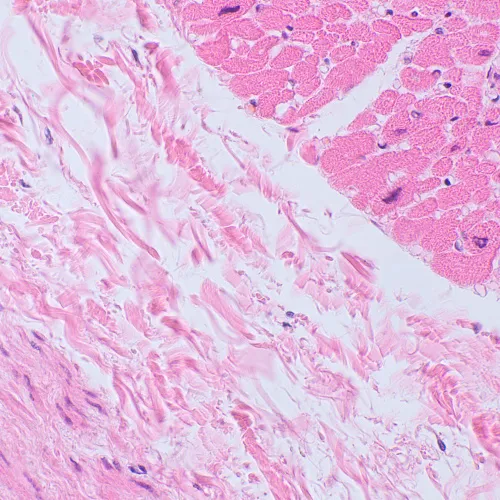 image MAGUS Bio D250TL LCD Biological Digital Microscope,  30