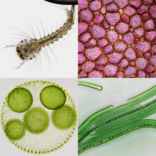 image Bresser Biorit ICD CS 5–20x LED Stereo Microscope,  4