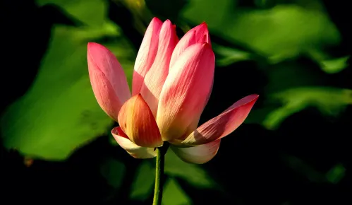 image Levenhuk Kelvin MAK127 AZ GOTO Wi-Fi Phototelescope,  15