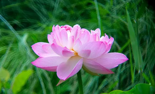 picture Levenhuk Kelvin MAK80 AZ Phototelescope,  18