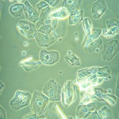 image MAGUS Bio VD360 Biological Inverted Digital Microscope,  26