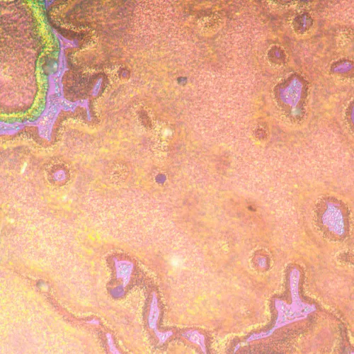 photograph MAGUS Metal V790 DIC Metallurgical Inverted Microscope,  22