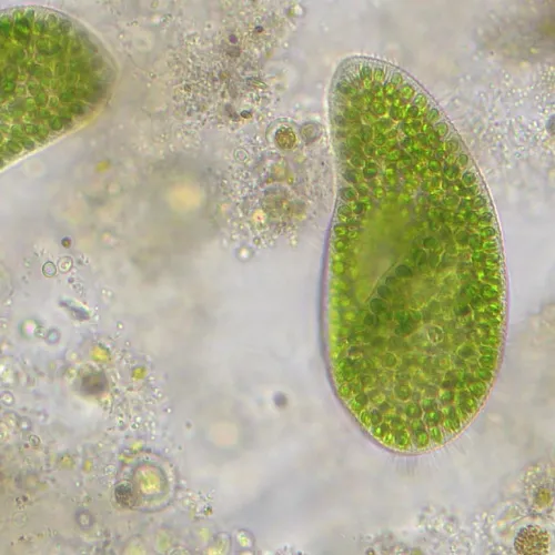 photo Bresser Researcher Trino 40–1000x Microscope,  14