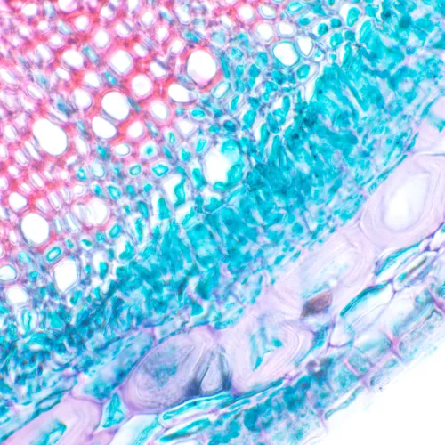 picture MAGUS Bio D230T Biological Digital Microscope,  24