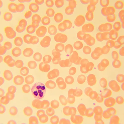 picture MAGUS Bio 230B Biological Microscope,  22