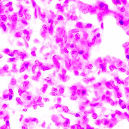 photo MAGUS Bio 270T Biological Microscope,  24