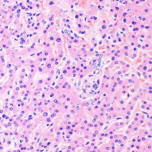 image MAGUS Bio 290T Biological Microscope,  28