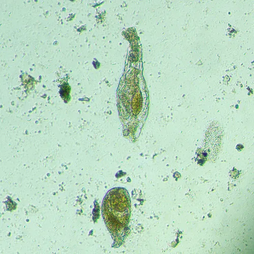 photo MAGUS Bio VD300 Biological Inverted Digital Microscope,  18