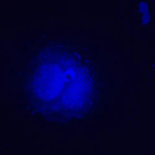 image MAGUS Lum V500L Fluorescence Inverted Microscope,  19