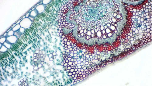 photo Bresser MikrOkular Full HD Eyepiece Digital Camera,  8