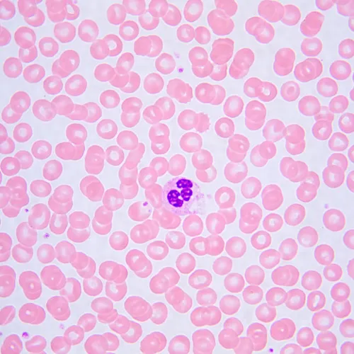 picture MAGUS Bio 240T Biological Microscope,  24