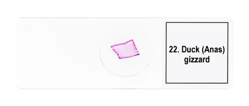 image Levenhuk Discovery Prof Specimens DPS 25. “Biology, Birds, etc.”,  11