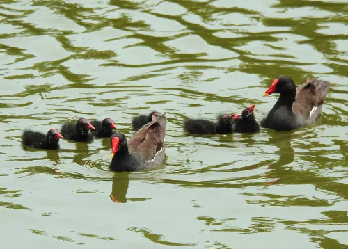 photograph Levenhuk Kelvin MAK60 mini AZ Phototelescope,  15