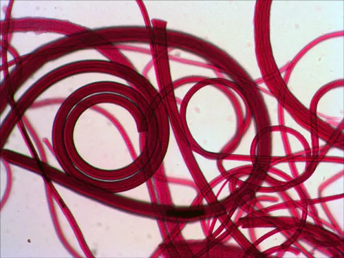 photo Levenhuk N80 NG "See it all" Slides Set,  9