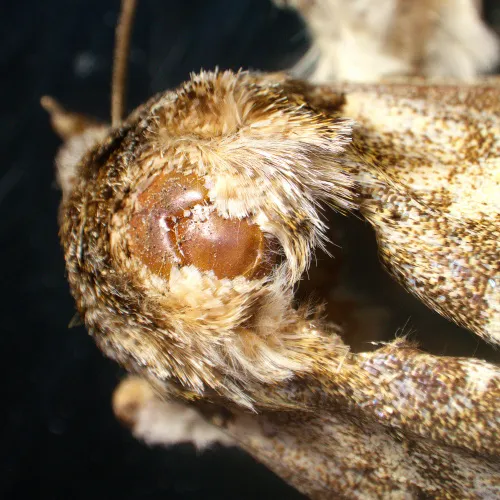 photograph MAGUS Stereo A18T Stereomicroscope,  6