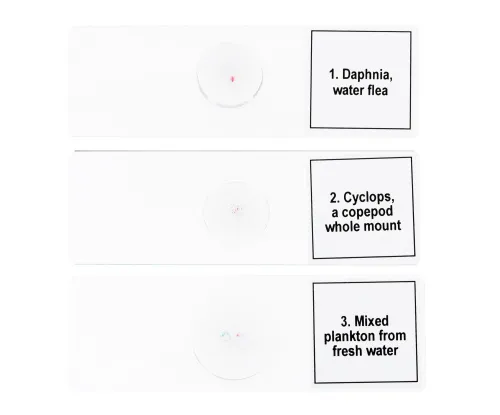 picture Levenhuk Discovery Prof Specimens DPS 5. “Life in a Drop of Water”,  6