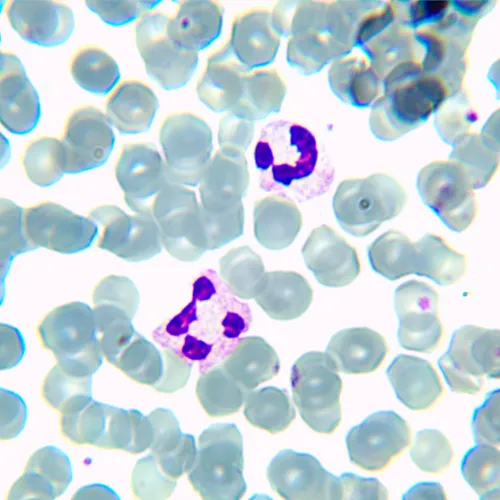 photo MAGUS Bio 230BL Biological Microscope,  21