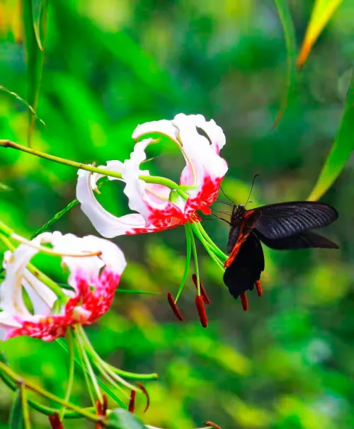 photograph Levenhuk Kelvin MAK60 mini AZ Phototelescope,  16