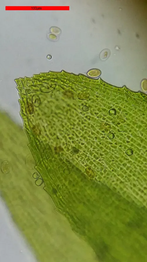 photo Bresser Erudit Basic 40–400x Microscope,  18