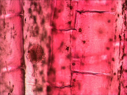 photo Levenhuk N80 NG "See it all" Slides Set,  11