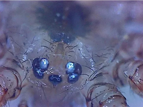 image Omegon DigitalView USB hand Microscope,  3