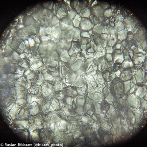 Fotografie Levenhuk Rainbow D50L PLUS 2M Digitales Mikroskop, Moonstone